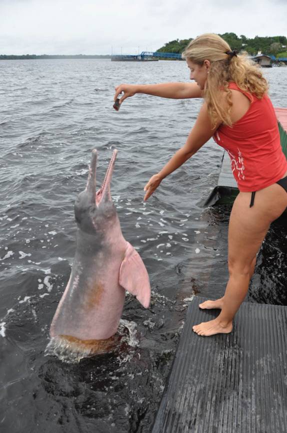Interagindo com o Boto Cor de Rosa, em Novo Airão - AM